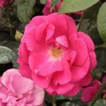  Rosa Lafayette cserepes rózsa