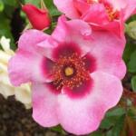  Rosa Bright as a Button cserepes rózsa