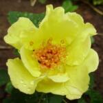  Rosa Tibet-Rose cserepes rózsa