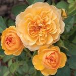  Rosa Isidora cserepes rózsa