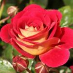  Rosa Die Sehenswerte ® cserepes rózsa