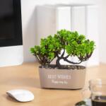 Vog und Arths Műnövény dekoráció - bonsai - 19 x 13 cm - 4 féle Vog und Arths 11825 (11825) - tutiar