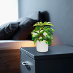  Műnövény dekoráció - filodendron - zöld/sárga - 20 x 8 cm 11892B (11892B) - globalsales