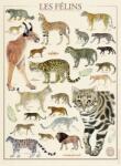 Nathan - Puzzle Feline - Muzeul Național de Istorie Naturală - 500 piese Puzzle
