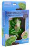  Béka anatómia slime többféle (29691)