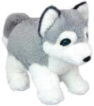 Wild Planet Jucărie de pluș Wild Planet - Cățeluș Husky, 25 cm (K8707)