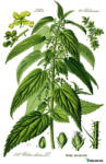  Herbavirág Csalánlevél 50 g