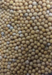 Paleolit Mustármag egész sárga 25kg lédig White mustard - Sinapis Alba (20001759)