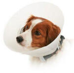  Védőgallér BUSTER átlátszatlan Classic Collar 35cm