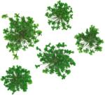 Xdeep Beauty Flori uscate pentru decorarea unghiilor Green 5 buc