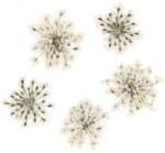 Xdeep Beauty Flori uscate pentru decorarea unghiilor White 5 buc