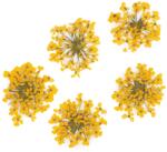 Xdeep Beauty Flori uscate pentru decorarea unghiilor Yellow 5 buc