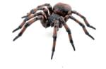 Papo Figurina Papo Garden animals - Common spider Figurina