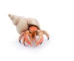 Papo Figurina Papo Marine Life - Rac sihastru (Multicolor) Figurina