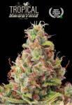 Seedstockers AK420 AUTO 0% THC Kiszerelés: 25 db - weedshop - 85 120 Ft