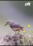Victoria Füzet, tűzött, A4, vonalas, 80 lap, COOL BY VICTORIA Birds (ISVFC102) - molnarpapir