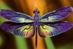 Interdruk - Puzzle Libelula - 250 piese Puzzle