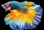 Interdruk - Puzzle Pește - 250 piese Puzzle