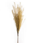  Virág 704 Bézs (409159)