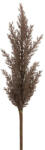  Pampafű művirág 304 Barna (408437)