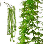  Virág 277 Zöld (408371)