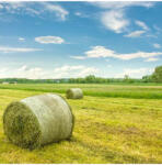 Agro-Largo Kaszáló Greenland fűmag 25 kg