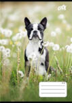 Victoria Füzet, tűzött, A5, kockás, 32 lap, COOL BY VICTORIA "B&W dogs", "27-32 (ISVFC98) - onlinepapirbolt