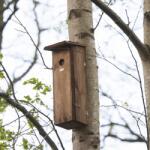 Esschert Design Fa madárház harkálynak, 54, 5 cm