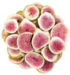 SvetPlodu Felii liofilizate de smochine - 100g