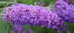  Buddleja davidii - "Gulliver" Pillangócserje