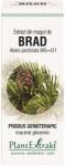 PlantExtrakt Extract din muguri de Brad 50 ml