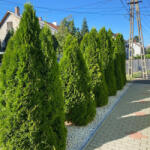  Smaragd tuja - Thuja occidentalis 'Smaragd' - Konténeres