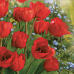  Tulipán Bunch szalvéta 20 db-os 33x33 cm (PKK015494)