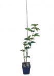Pom Fruct Mur Thornfree (la ghiveci) (PF2)
