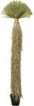 KARE Design Yucca Rostrata Műnövény Dekoráció 240 cm (KHM-55920)
