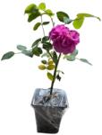 LMM Trandafir de dulceata ( Damasc) (ROSADT)