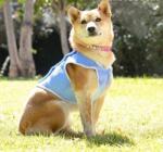  Különleges hűsítő mellény kutyáknak (DS65127012)