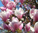 Magnolia illatolaj 10 ml