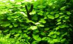 INVITAL Hydrocotyle leucocephala (IN-VITRO pohár Ø 7 cm)