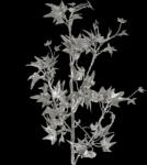  29 karácsonyi gally Pezsgő 78 cm (350876)