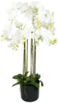  Selyemvirág lepkeorchidea 9 ágú 110cm