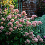  ’Marie Simon’ táskavirág - Ceanothus pallidus hybrida ’Marie Simon’ - Konténeres
