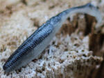 Rapture Power Shad Dual 5cm Black Silver Plasztik Csali 20db (188-00-906)