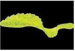 Mister Twister Grub Mister Twister G-Grub, Chartreuse Flake, 8cm, 4buc/plic (F1.GRUB8.10S.B)