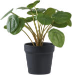House Nordic Pilea műnövény, zöld 28 cm (9501005) - homelux