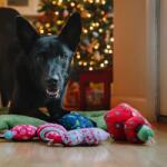 P. L. A. Y Kutya játék P. L. A. Y. Karácsonyi dísz Jubilee