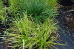 INVITAL Ophiopogon japonica (Pohár Ø 8 cm)