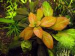 INVITAL Ludwigia sp. Atlantis