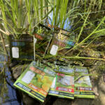 Nevis Előkötött horog feeder 10db/cs. 8-as (5707-008)