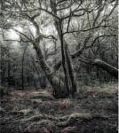 Komar Vlies fotótapéta Das Model 250 cm x 280 cm